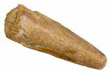 Fossil Spinosaurus Tooth - Feeding Worn Tip #326227-1